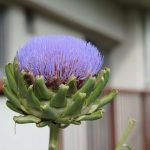 アーティチョークの花