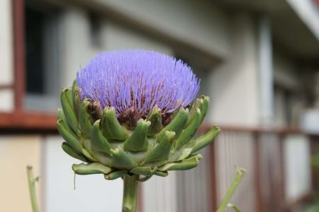 アーティチョークの花