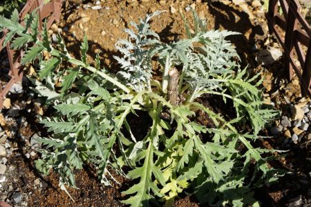 アーティチョークの植え替え